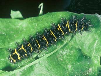  Chenille de Euphydryas cynthia D. & S. - ©Philippe Mothiron