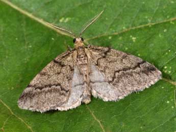 Tephronia theophilaria Hausm. adulte - Philippe Mothiron