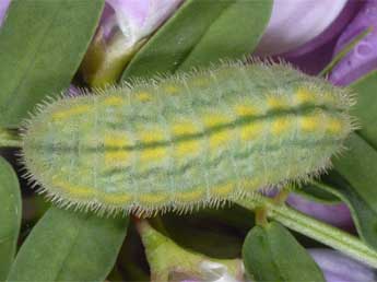  Chenille de Polyommatus daphnis D. & S. - Wolfgang Wagner, www.pyrgus.de