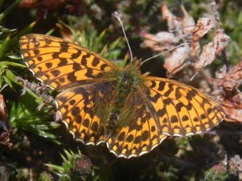 Boloria dia L. adulte - ©Philippe Mothiron