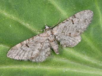 Eupithecia distinctaria H.-S. adulte - Philippe Mothiron