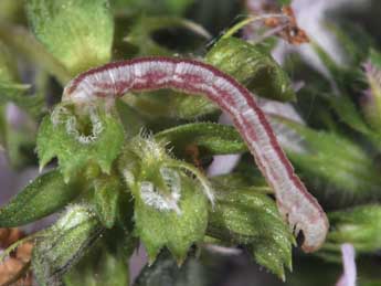  Chenille de Eupithecia distinctaria H.-S. - ©Philippe Mothiron