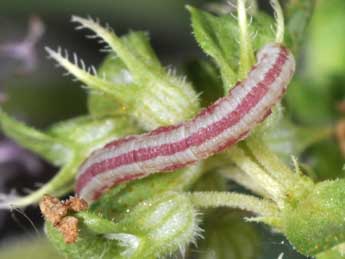  Chenille de Eupithecia distinctaria H.-S. - ©Philippe Mothiron