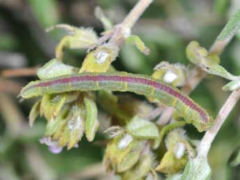  Chenille de Eupithecia distinctaria H.-S. - ©Philippe Mothiron