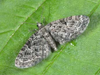 Eupithecia dodoneata Gn. adulte - ©Philippe Mothiron