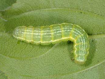  Chenille de Triphosa dubitata L. - ©Wolfgang Wagner, www.pyrgus.de