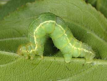  Chenille de Triphosa dubitata L. - Wolfgang Wagner, www.pyrgus.de