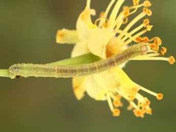  Chenille de Eupithecia egenaria H.-S. - Jean-Claude Petit
