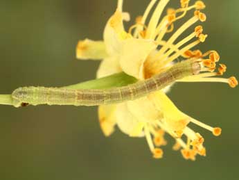  Chenille de Eupithecia egenaria H.-S. - ©Jean-Claude Petit