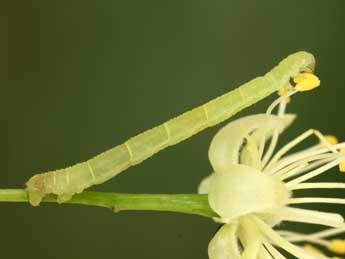  Chenille de Eupithecia egenaria H.-S. - Jean-Claude Petit