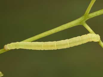  Chenille de Eupithecia egenaria H.-S. - Jean-Claude Petit