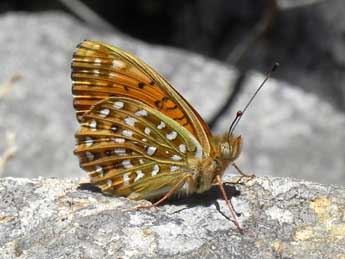 Fabriciana elisa God. adulte - Philippe Mothiron