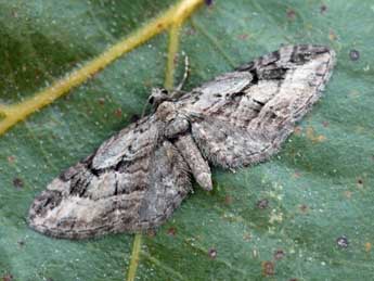 Eupithecia ericeata Rbr adulte - Daniel Morel