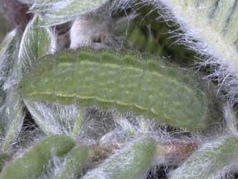  Chenille de Polyommatus eros O. - Wolfgang Wagner, www.pyrgus.de