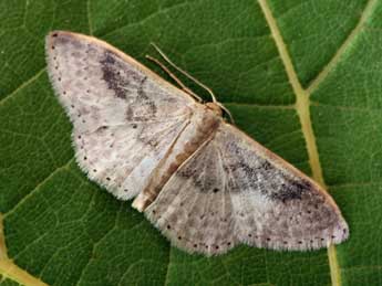 Idaea eugeniata Mill. adulte - ©Daniel Morel