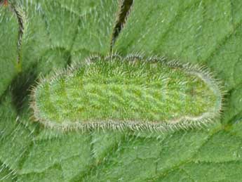  Chenille de Eumedonia eumedon Esp. - ©Wolfgang Wagner, www.pyrgus.de