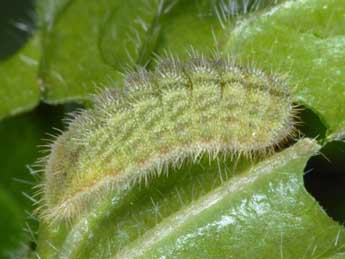  Chenille de Eumedonia eumedon Esp. - ©Wolfgang Wagner, www.pyrgus.de