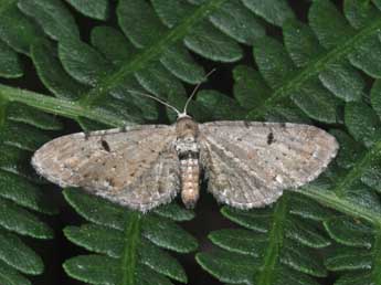 Eupithecia expallidata Dbld. adulte - ©Philippe Mothiron