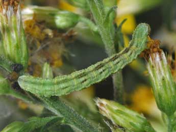  Chenille de Eupithecia expallidata Dbld. - Philippe Mothiron