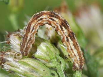  Chenille de Eupithecia expallidata Dbld. - Philippe Mothiron