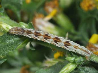  Chenille de Eupithecia expallidata Dbld. - ©Philippe Mothiron