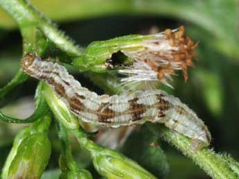  Chenille de Eupithecia expallidata Dbld. - Philippe Mothiron