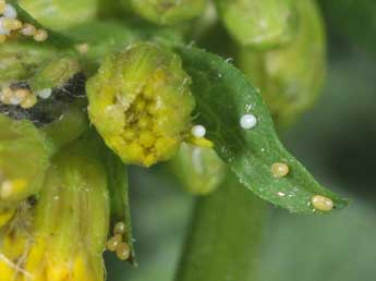  Oeuf de Eupithecia expallidata Dbld. - ©Philippe Mothiron