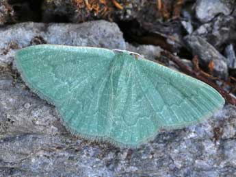 Phaiogramma faustinata Mill. adulte - Lionel Taurand