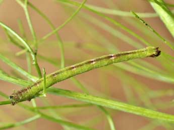  Chenille de Phaiogramma faustinata Mill. - ©Lionel Taurand