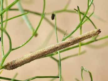  Chenille de Phaiogramma faustinata Mill. - ©Lionel Taurand