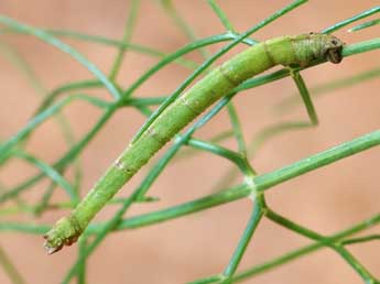  Chenille de Phaiogramma faustinata Mill. - Lionel Taurand