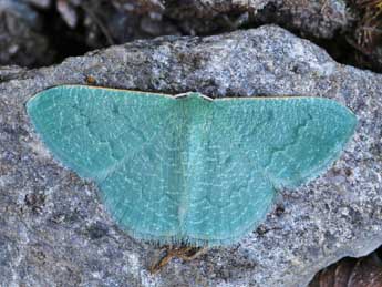 Phaiogramma faustinata Mill. adulte - ©Lionel Taurand