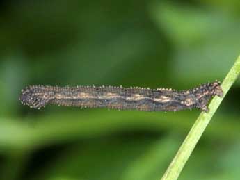  Chenille de Cleta filacearia H.-S. - ©Wolfgang Wagner, www.pyrgus.de