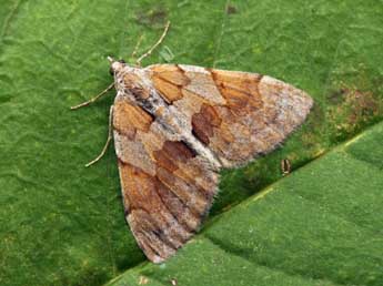 Pennithera firmata Hb. adulte - ©Daniel Morel