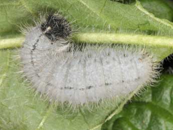  Chenille de Muschampia floccifera Z. - ©Wolfgang Wagner, www.pyrgus.de