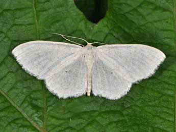 Scopula floslactata Hw. adulte - ©Philippe Mothiron