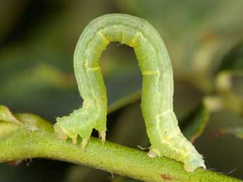  Chenille de Cidaria fulvata Forst. - ©Wolfgang Wagner, www.pyrgus.de