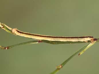  Chenille de Eupithecia gemellata H.-S. - ©Jean-Claude Petit