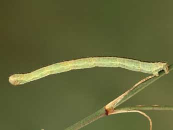  Chenille de Eupithecia gemellata H.-S. - Jean-Claude Petit