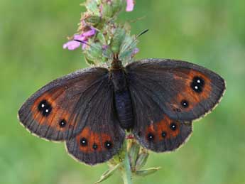 Erebia gorgone Bsdv. adulte - ©Lionel Taurand