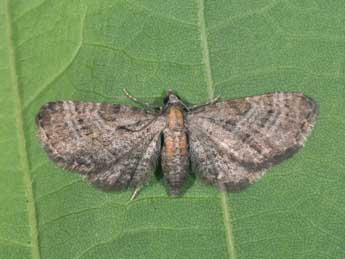 Eupithecia haworthiata Dbld. adulte - Philippe Mothiron