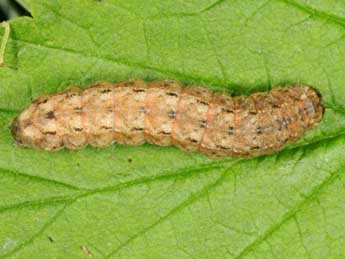  Chenille de Leucochlaena oditis Gey. - ©Wolfgang Wagner, www.pyrgus.de