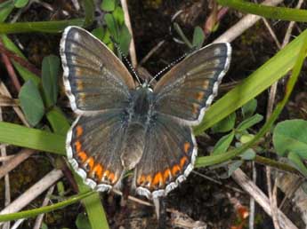 Lysandra hispana H.-S. adulte - ©Wolfgang Wagner, www.pyrgus.de