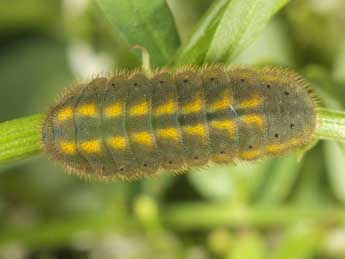  Chenille de Lysandra hispana H.-S. - Wolfgang Wagner, www.pyrgus.de