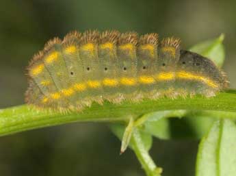  Chenille de Lysandra hispana H.-S. - ©Wolfgang Wagner, www.pyrgus.de