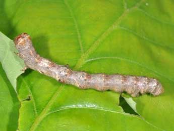  Chenille de Apocheima hispidaria D. & S. - ©Philippe Mothiron