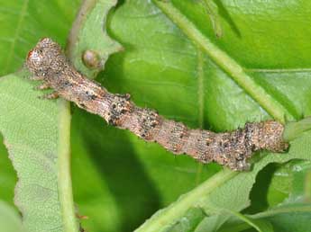  Chenille de Apocheima hispidaria D. & S. - ©Philippe Mothiron