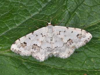 Scopula honestata Mab. adulte - Philippe Mothiron