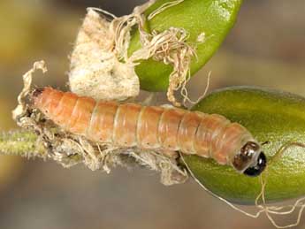  Chenille de Perizoma hydrata Tr. - ©Wolfgang Wagner, www.pyrgus.de