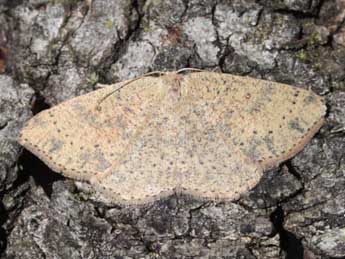 Cyclophora hyponoea Prout adulte - ©Eric Sylvestre